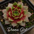 Sempervivum-Sorte Drama Girl im Pflanztopf