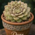 Sempervivum-Sorte Dune im Pflanztopf