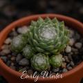 Sempervivum-Sorte Early Winter im Pflanztopf