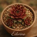 Sempervivum-Sorte Edwina im Pflanztopf