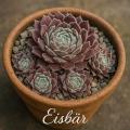 Sempervivum-Sorte Eisbär im Pflanztopf
