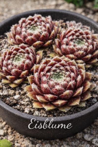Sempervivum-Sorte Eisblume im Pflanztopf