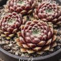 Sempervivum-Sorte Eisblume im Pflanztopf