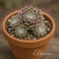 Sempervivum-Sorte Eliane im Pflanztopf