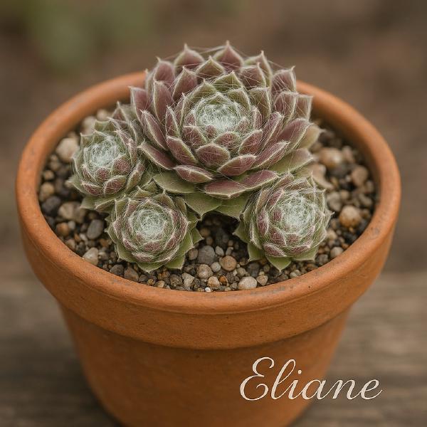 Sempervivum-Sorte Eliane im Pflanztopf