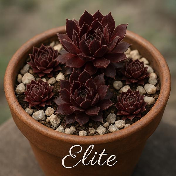 Sempervivum-Sorte Elite im Pflanztopf
