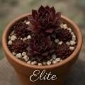 Sempervivum-Sorte Elite im Pflanztopf