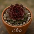 Sempervivum-Sorte Elvis im Pflanztopf