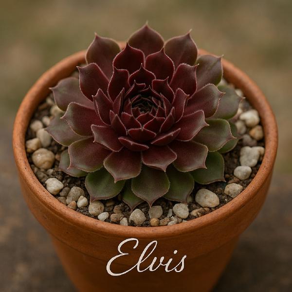 Sempervivum-Sorte Elvis im Pflanztopf