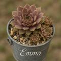 Sempervivum-Sorte Emma im Pflanztopf