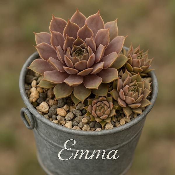 Sempervivum-Sorte Emma im Pflanztopf