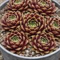 Sempervivum-Sorte End of Day im Pflanztopf