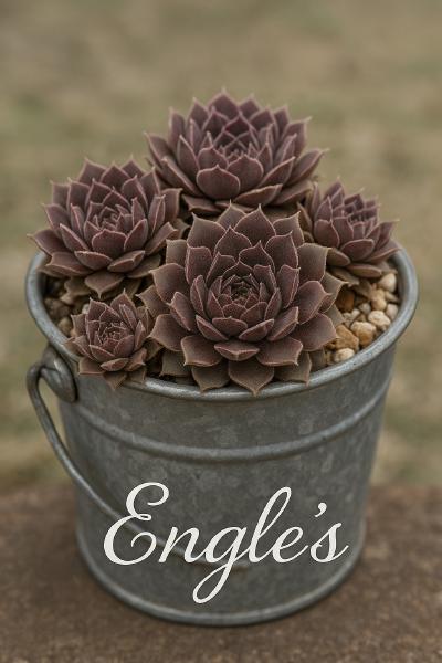 Sempervivum-Sorte Engle's im Pflanztopf