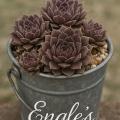 Sempervivum-Sorte Engle's im Pflanztopf