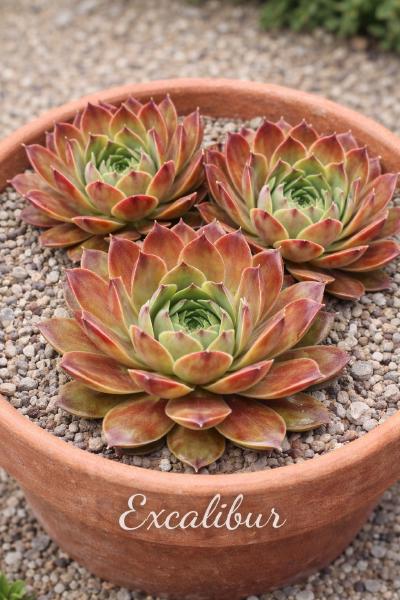 Sempervivum-Sorte Excalibur im Pflanztopf