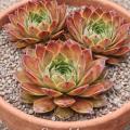 Sempervivum-Sorte Excalibur im Pflanztopf