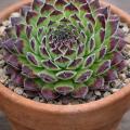 Sempervivum-Sorte Fabienne im Pflanztopf