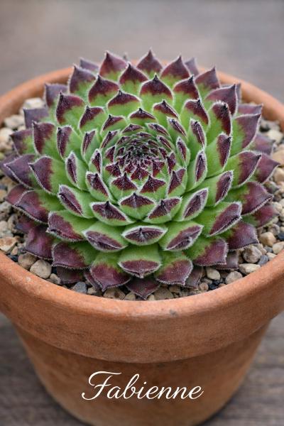 Sempervivum-Sorte Fabienne im Pflanztopf