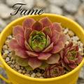 Sempervivum-Sorte Fame im Pflanztopf