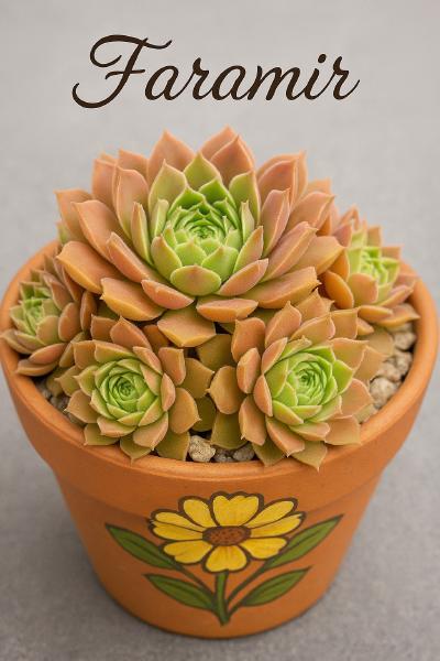 Sempervivum-Sorte Faramir im Pflanztopf