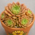 Sempervivum-Sorte Faramir im Pflanztopf