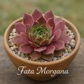 Sempervivum-Sorte Fata Morgana im Pflanztopf