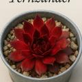 Sempervivum-Sorte Fernzünder im Pflanztopf
