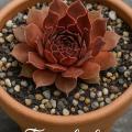 Sempervivum-Sorte Feuerlicht im Pflanztopf