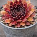 Sempervivum-Sorte Firlefanz im Pflanztopf