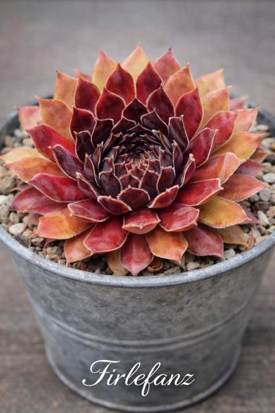 Sempervivum-Sorte Firlefanz im Pflanztopf