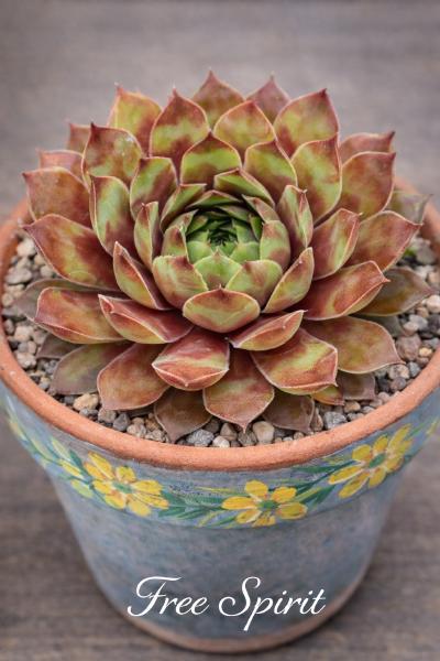 Sempervivum-Sorte Free Spirit im Pflanztopf