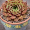 Sempervivum-Sorte Free Spirit im Pflanztopf