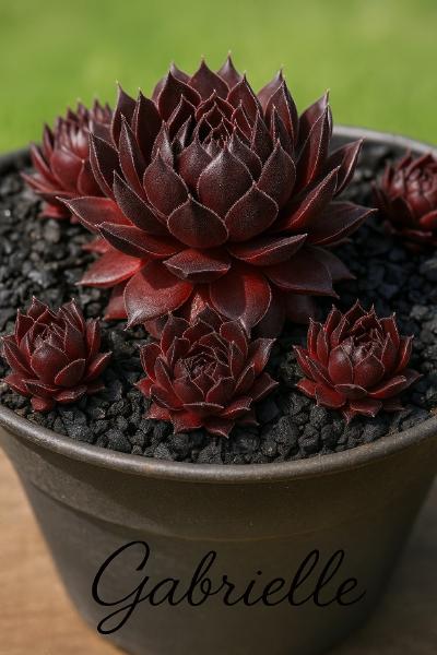 Sempervivum-Sorte Gabrielle im Pflanztopf