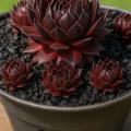 Sempervivum-Sorte Gabrielle im Pflanztopf