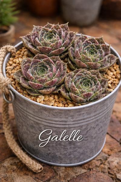 Jovibarba Galelle im Zinktopf