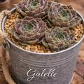 Jovibarba Galelle im Zinktopf