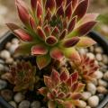 Sempervivum-Sorte Georgette im Pflanztopf