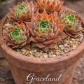 Sempervivum Graceland im Pflanztopf