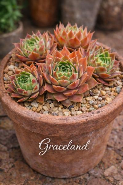 Sempervivum Graceland im Pflanztopf