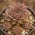 Sempervivum-Sorte Grapetone im Pflanztopf