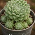 Sempervivum-Sorte Green Ice im Pflanztopf