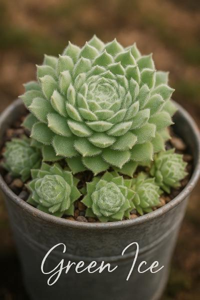 Sempervivum-Sorte Green Ice im Pflanztopf