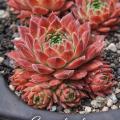 Sempervivum Gummibärchen im Pflanztopf
