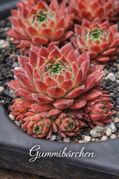 Sempervivum Gummibärchen im Pflanztopf