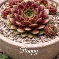 Sempervivum-Sorte Happy im Pflanztopf