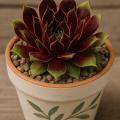 Sempervivum-Sorte Heart of Darkness im Pflanztopf