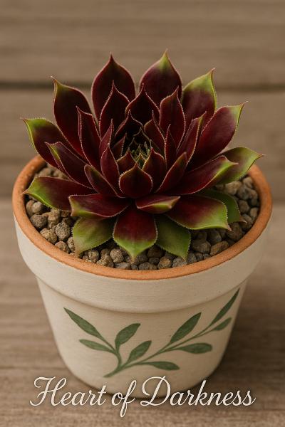 Sempervivum-Sorte Heart of Darkness im Pflanztopf