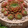 Sempervivum-Sorte Heigham Red im Pflanztopf