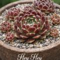 Sempervivum-Sorte Hey Hey im Pflanztopf