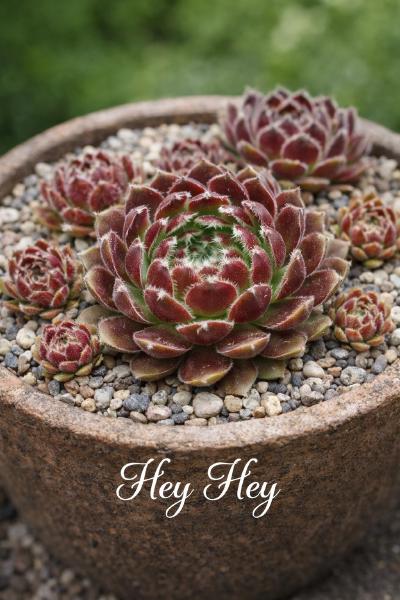 Sempervivum-Sorte Hey Hey im Pflanztopf